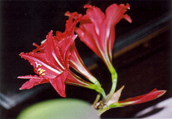 Samen der Amaryllis