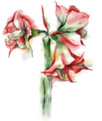 AMARYLLIS