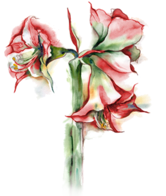 AMARYLLIS